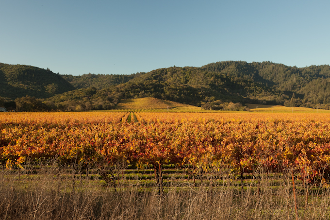 wine country fall 10.jpg